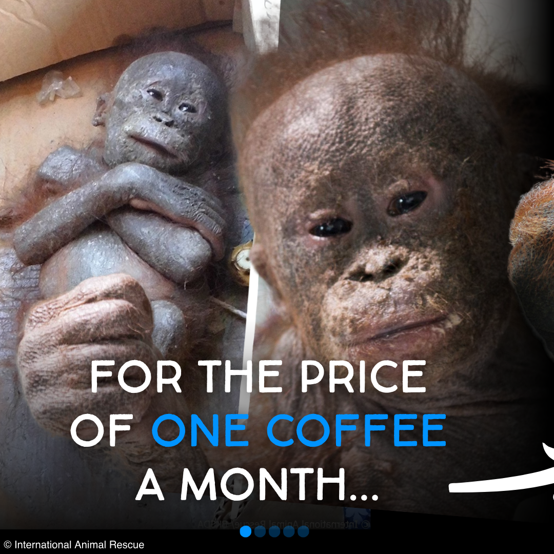 International Animal Rescue Facebook ad: Monthly donations are the BEST way to keep…