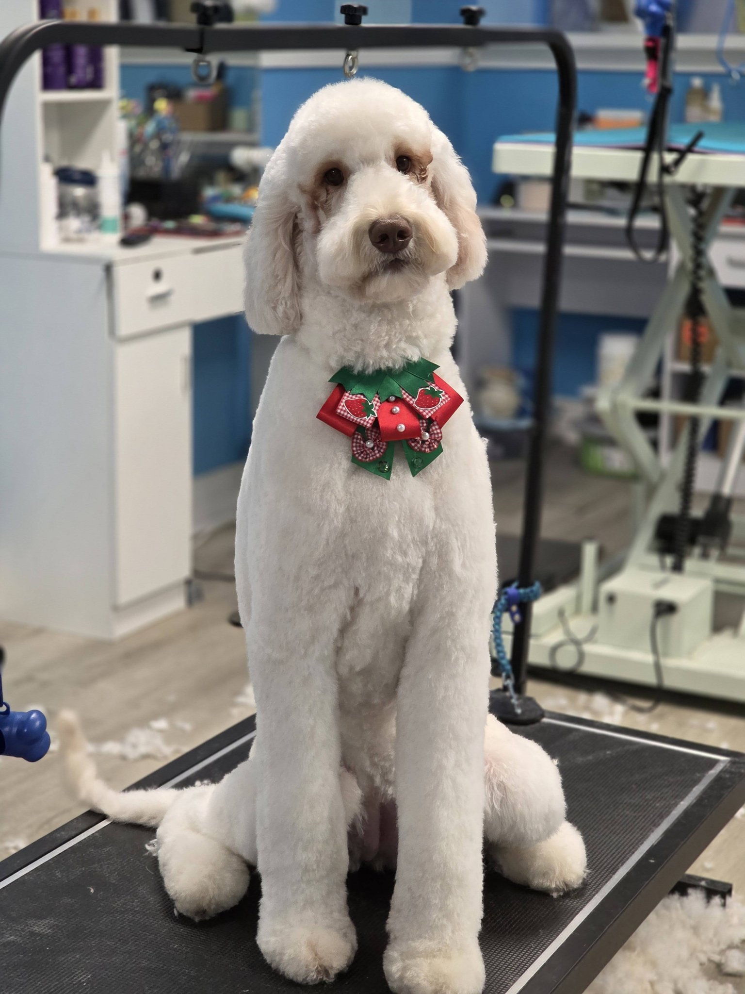 Ashgrooming Facebook ad: Hello friends!