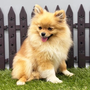 PuppySpot Facebook ad