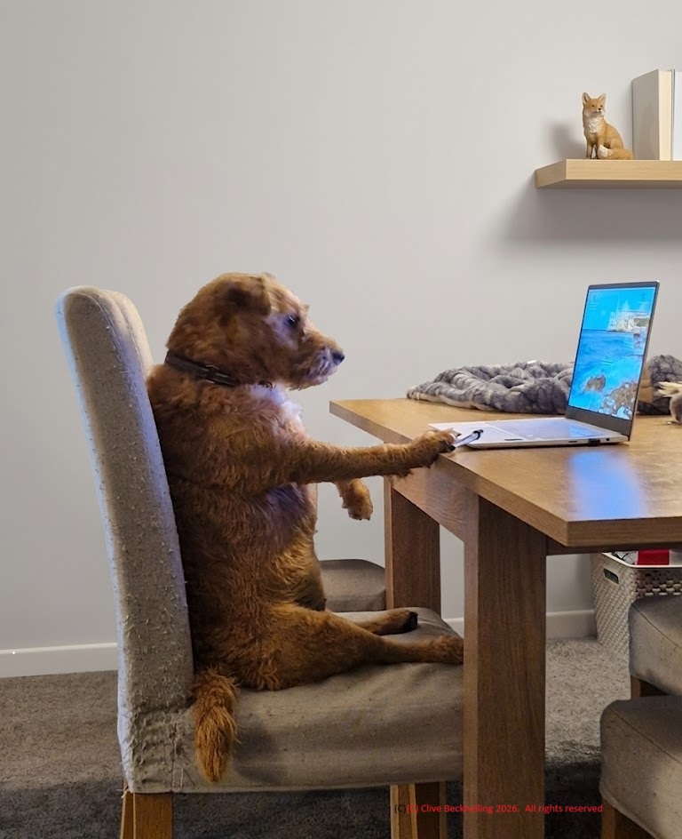 Barking Mad Dog Care Facebook ad from Jun 8, 2026