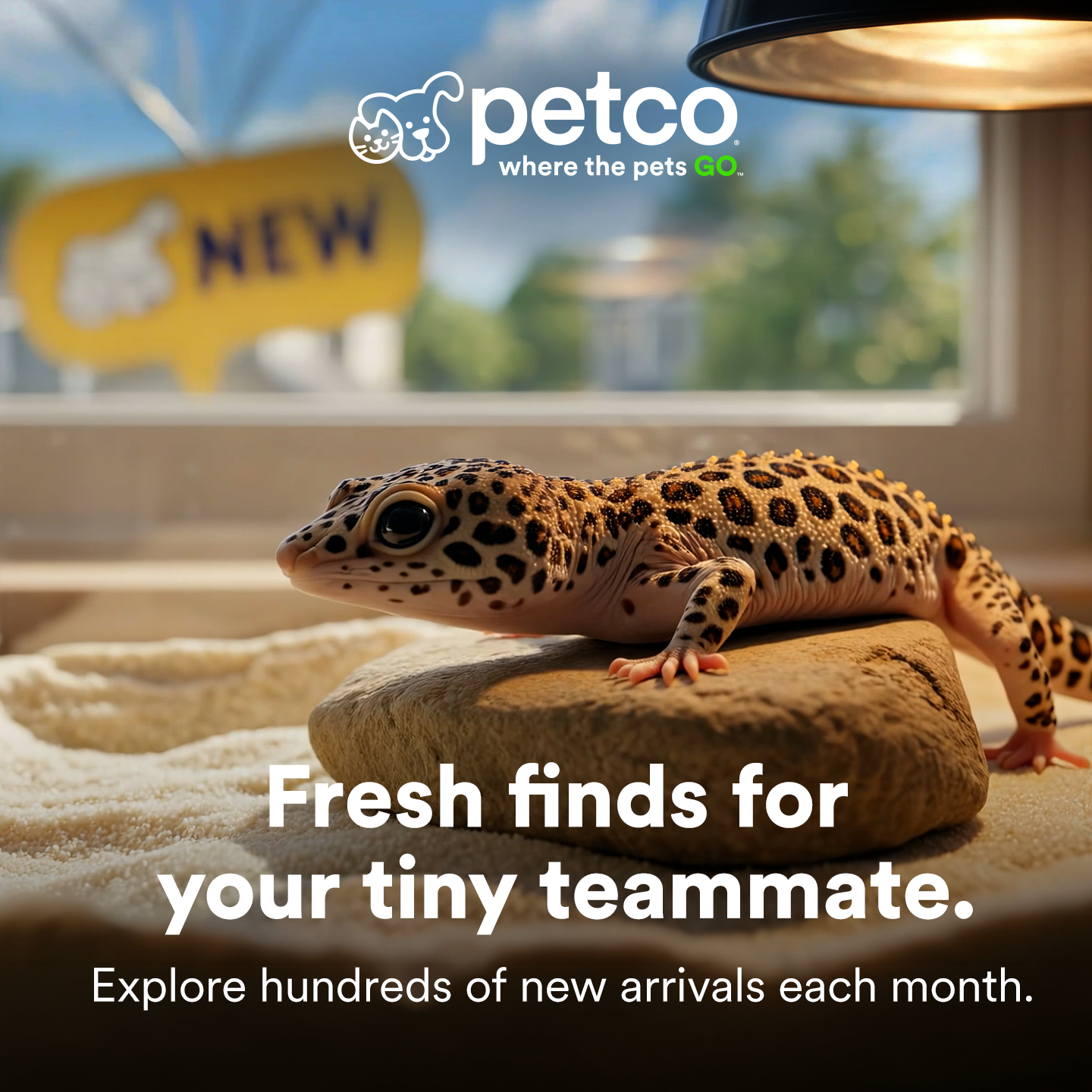 Petco Facebook ad