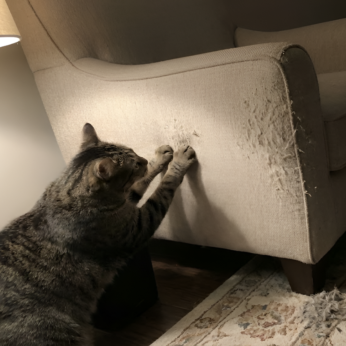 Purrfect Health Secrets Facebook ad: Give Your Cat What Actually Works