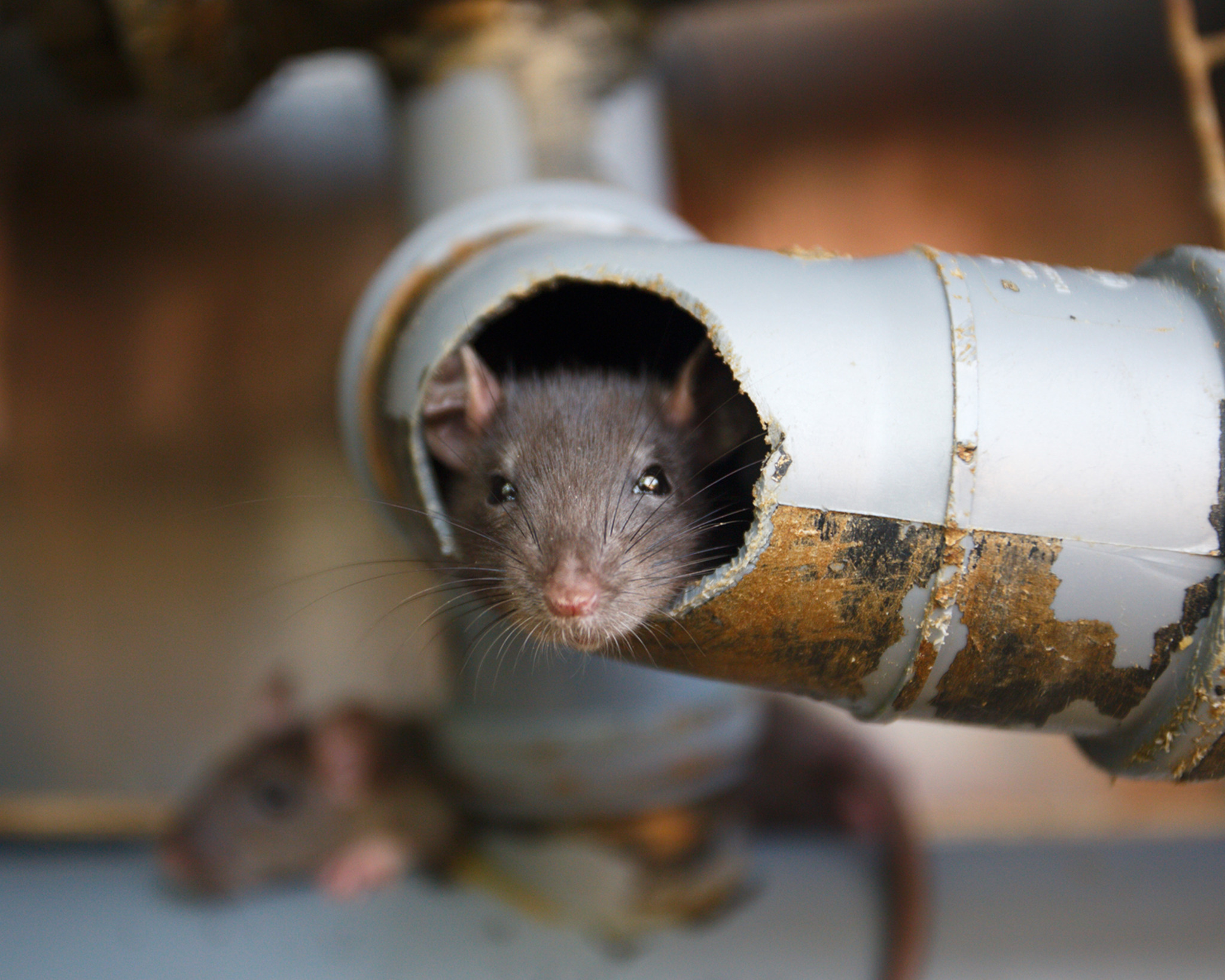 Superior Smoke: Leak Detection Facebook ad: Find Rodent Entry Points, FAST!