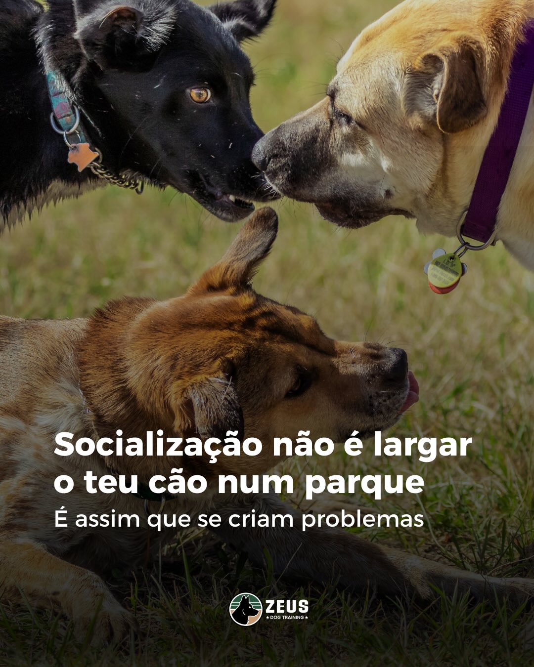 Zeus Dog Training Facebook ad: Já alguma vez sentiste que o teu cão…