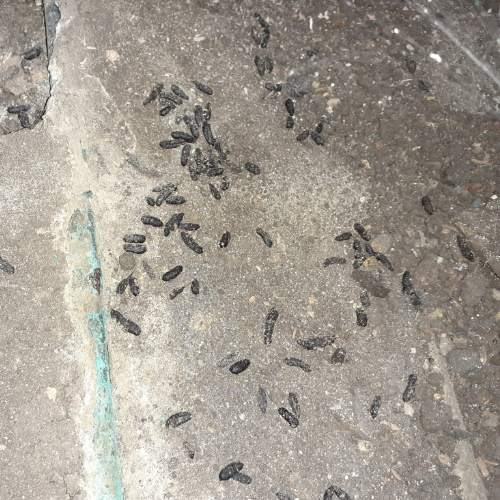 Best Mouse Repellents Facebook ad