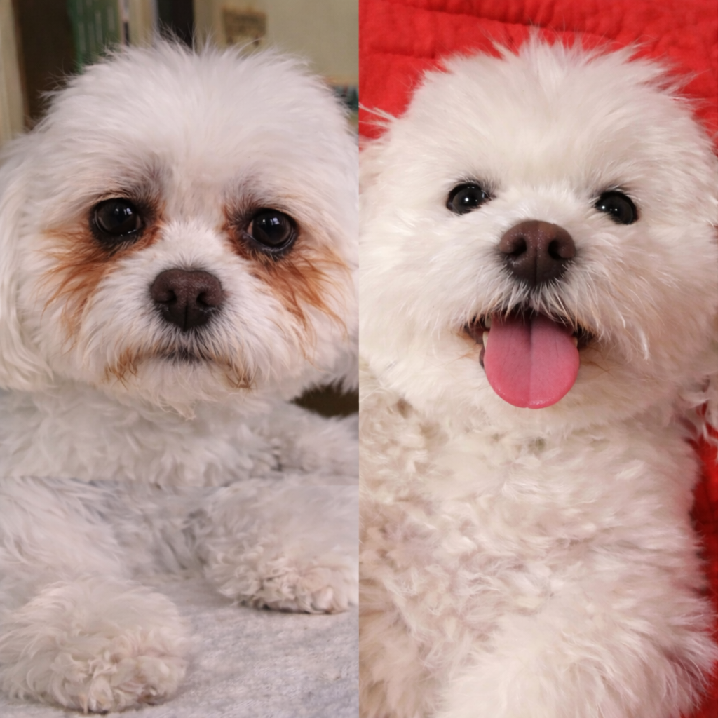 Susan Wilson Facebook ad: Every dog in my shop had tear stains. Except hers.