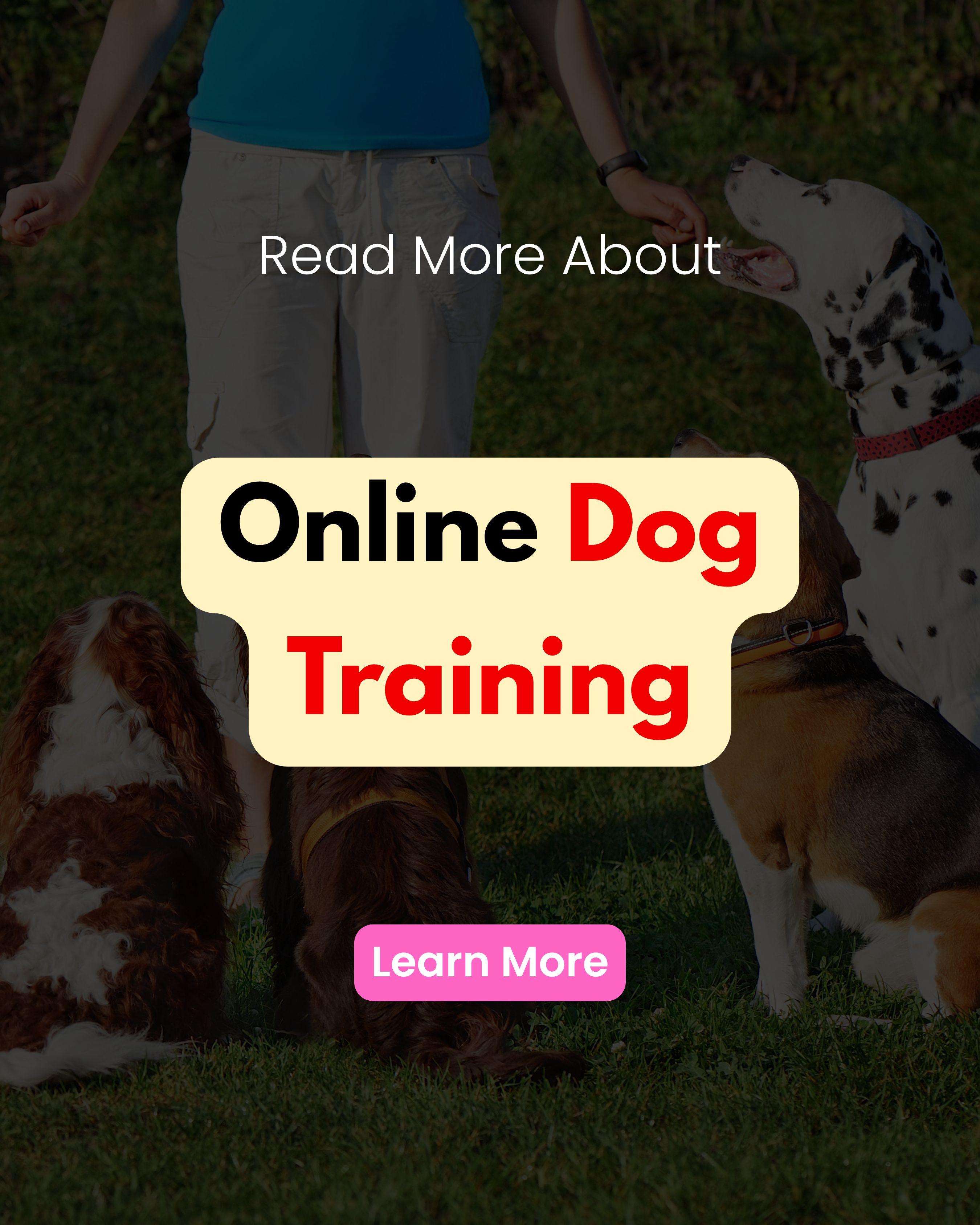 Full Spectrum Synopsis Facebook ad: Learn About Online Dog Training Programs