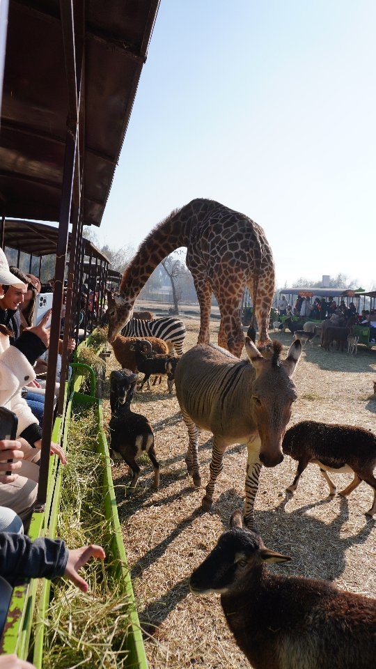Full Tour - Turismo no Chile Facebook ad: EXPLORE A AVENTURA SELVAGEM NO PARQUE SAFARI COM…