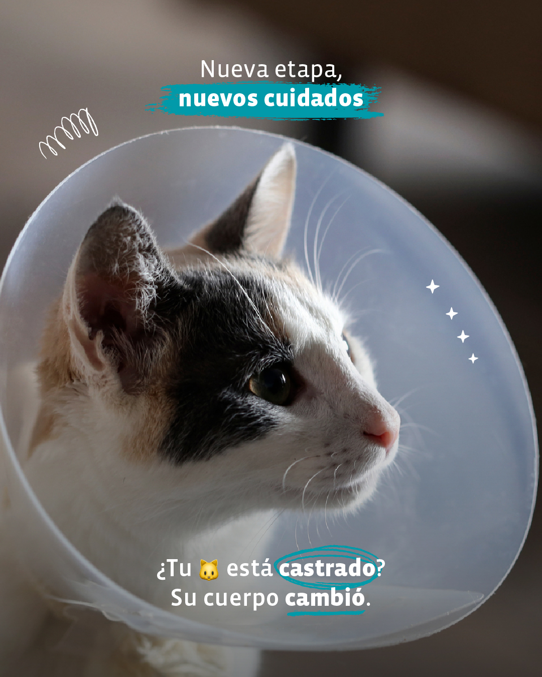 Alimento Raza Facebook ad