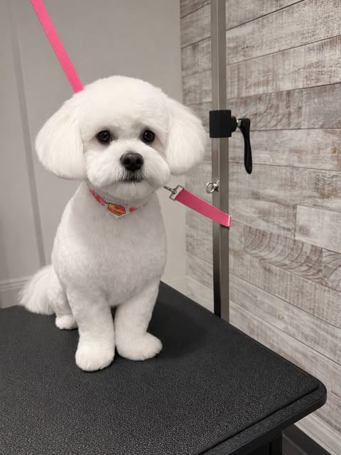 Furly Grooming Facebook ad