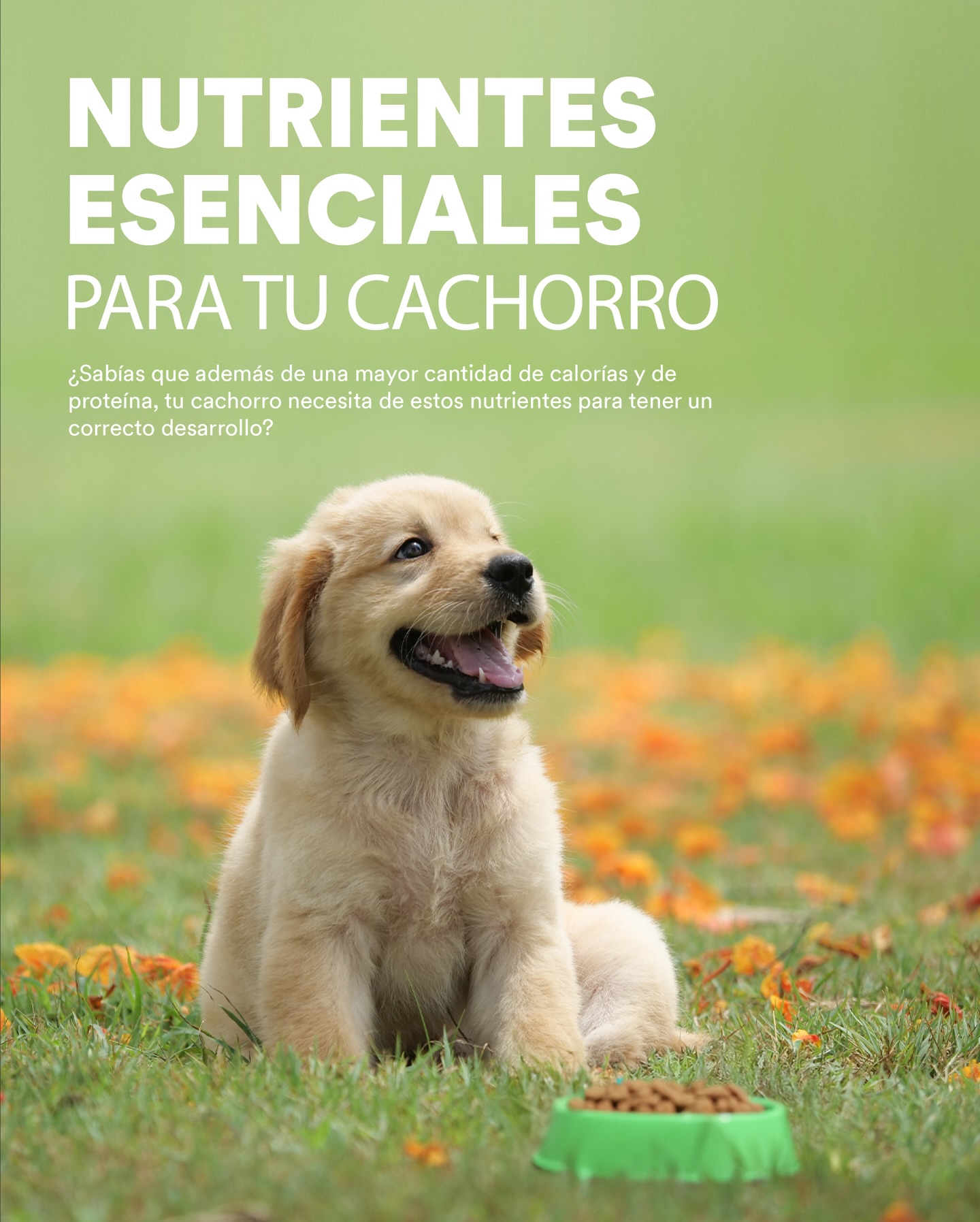 Petco Chile Facebook ad