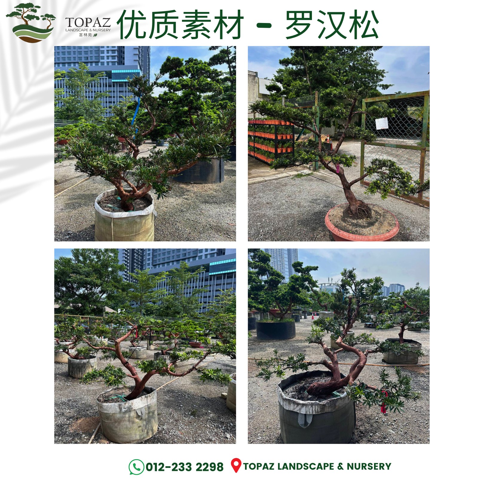 Topaz Landscape and Nursery Facebook ad: Limited Offer! Premium Taiwanese Imported Podocarpus to…