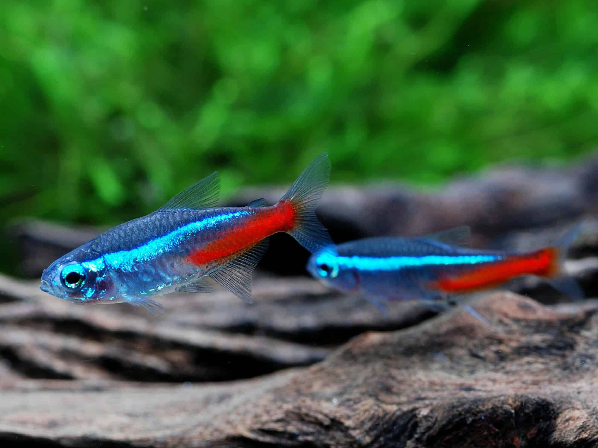 Aqua Life BD Facebook ad: Stock Update (Freshwater Section 28/12/2025): We have lots…