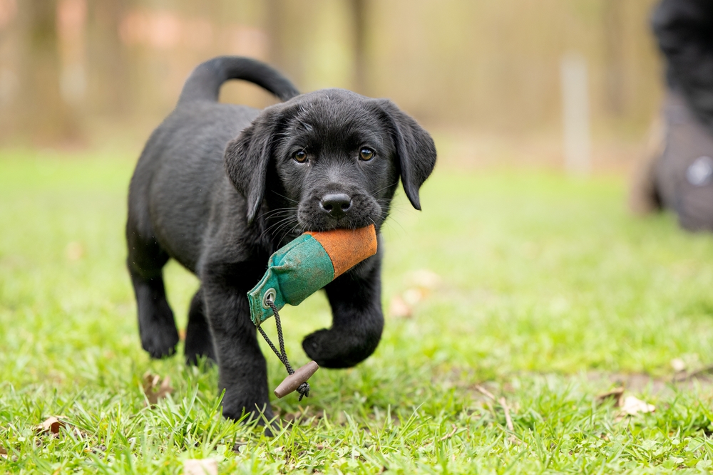 Ridgeside K9 - Modern Dog Training Facebook ad