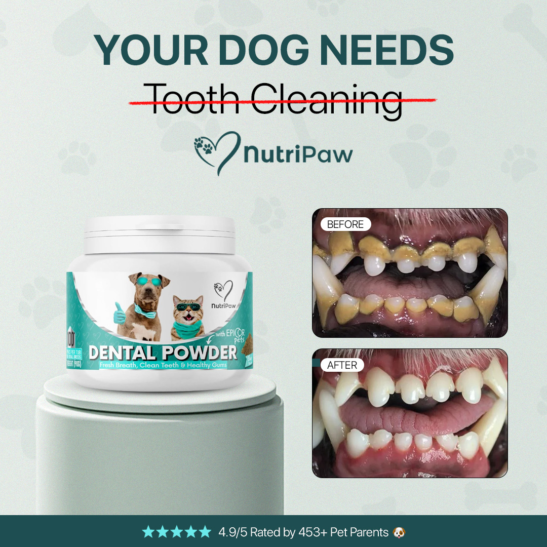 Healthy Dog 24/7 Facebook ad