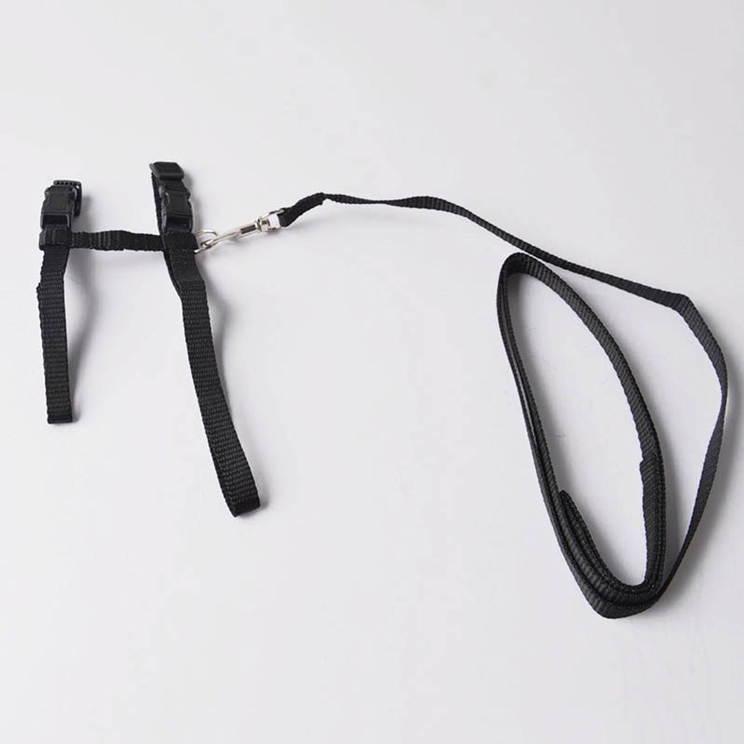 The Bow point ~ (Pet accessories) Facebook ad