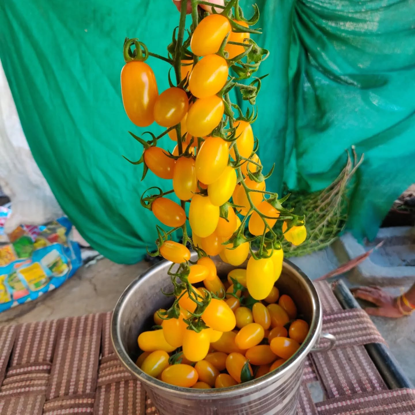 Farmers Stop Facebook ad: Sheeja F1 Hybrid Cherry Tomato