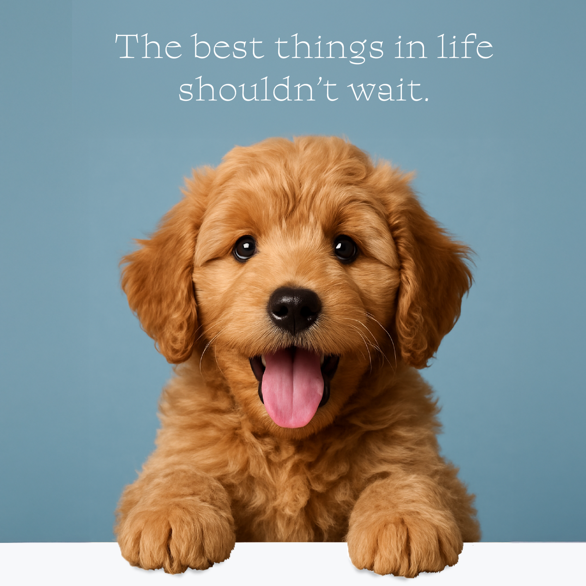 Smeraglia's Teddy Bear Goldendoodles & Schnoodles Facebook ad
