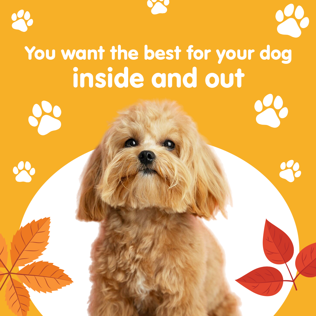 Aviform Nutrition UK - Horse & Dog Facebook ad