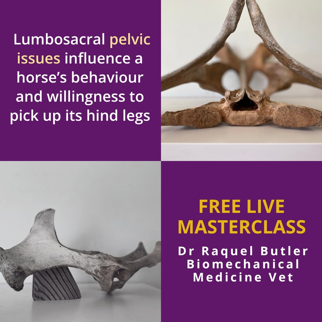 Integrated Veterinary Therapeutics Facebook ad