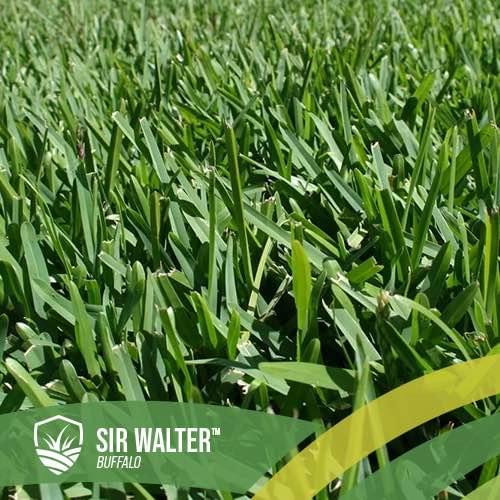 Rob Northwood Facebook ad: Sir Walter Buffalo Turf