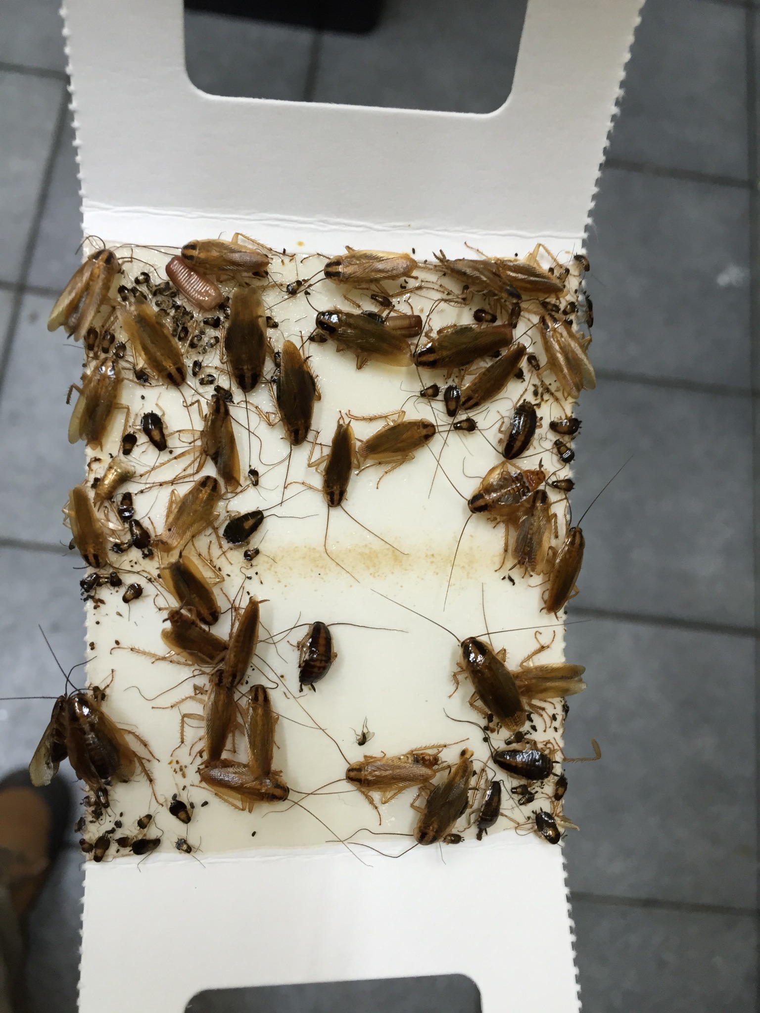 Jim's Termite & Pest Control Victoria Facebook ad: Pest Inspections & Control