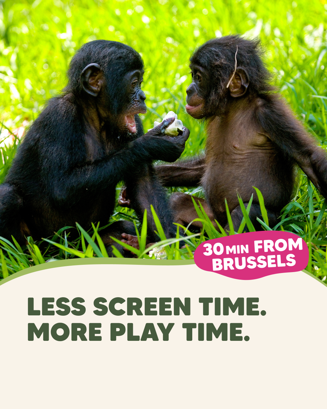 ZOO Planckendael Facebook ad from Apr 13, 2026