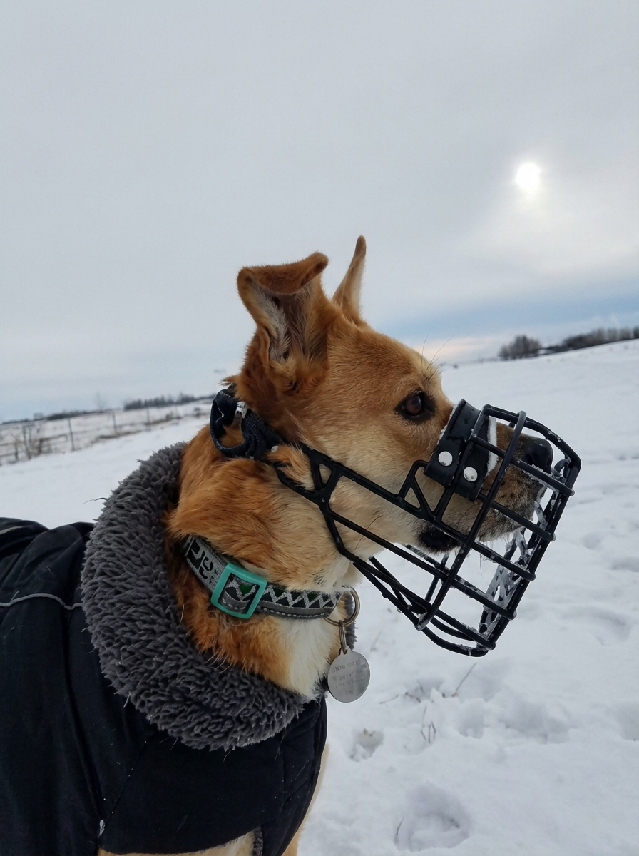 Canine Stress Research Institute Facebook ad