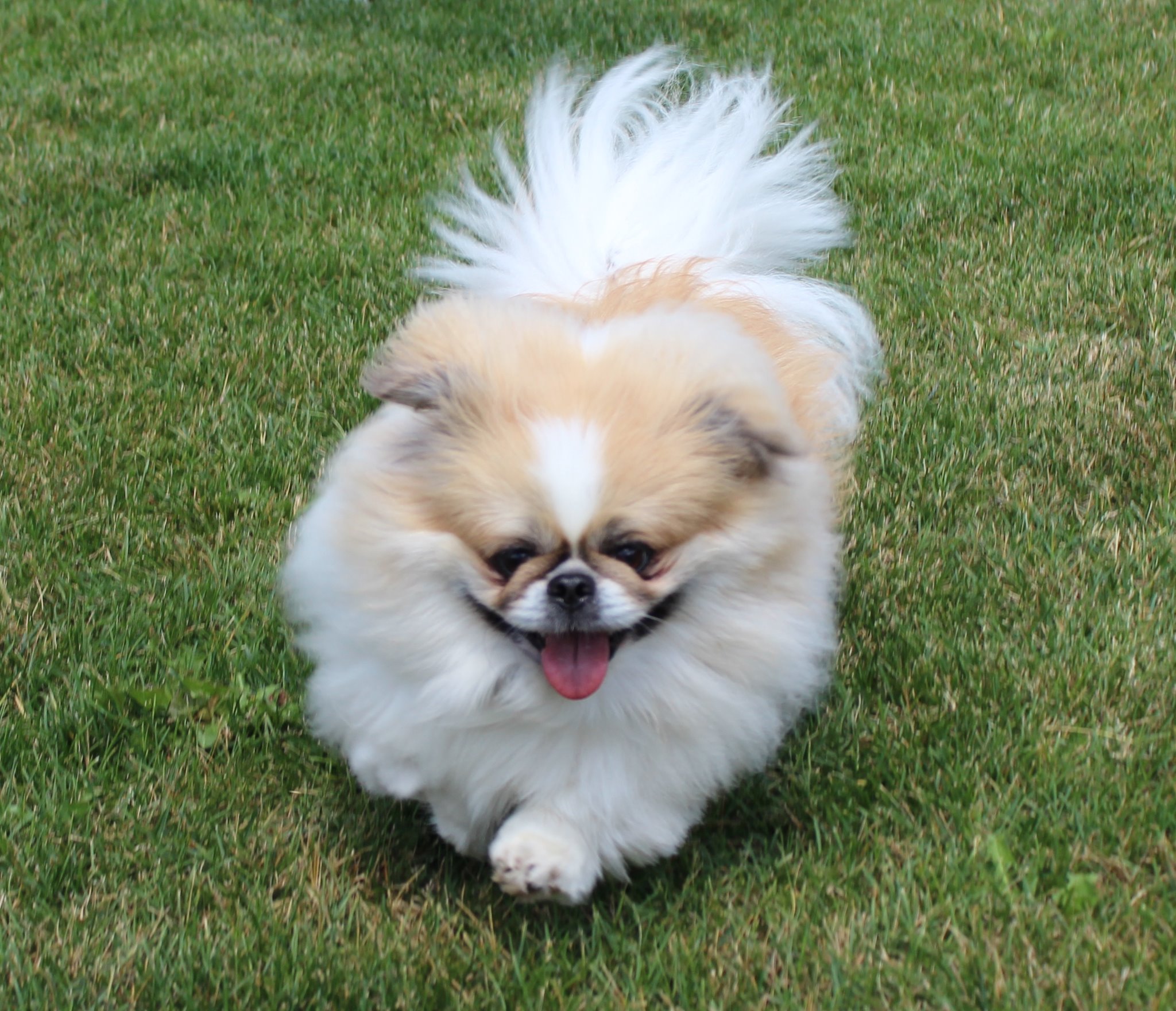 Lonsdale Grove, A Boutique Style Pet Hotel for dogs under 30 lbs and cats. Facebook ad