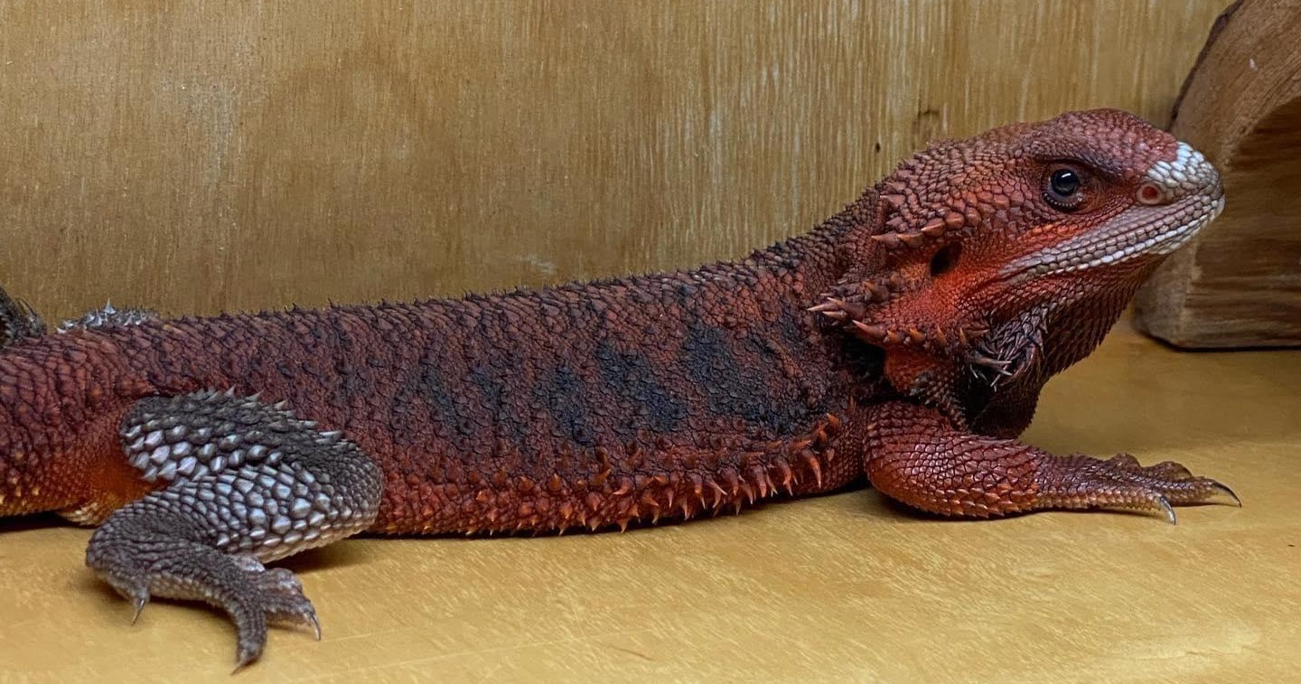 Red Monster Bearded Dragon Owners and Breeders Facebook ad: Red Monster Bearded Dragons for sale