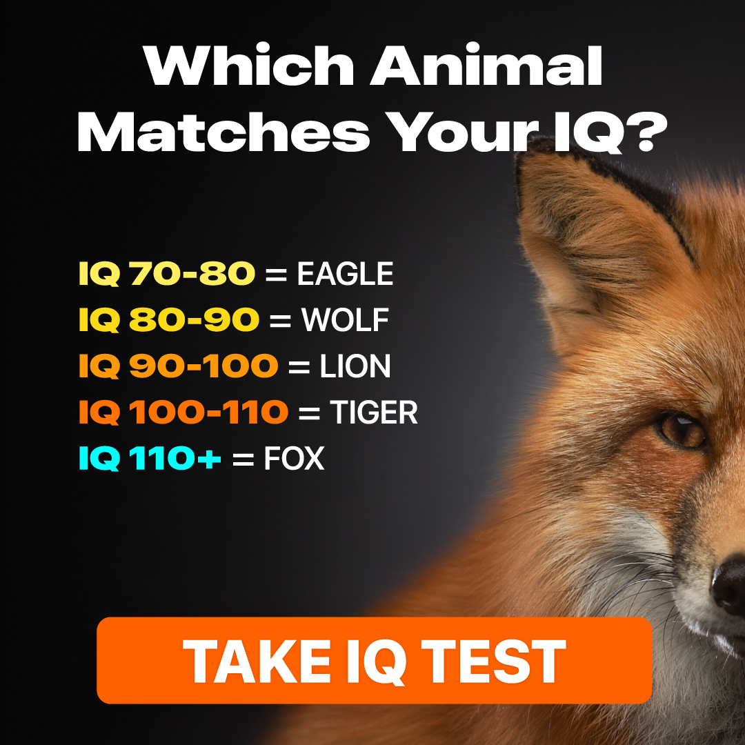 My IQ Facebook ad