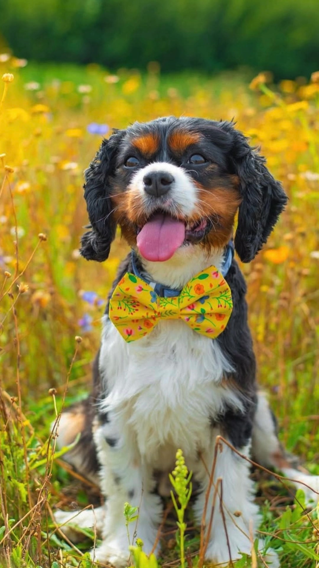 Urban Tails Handmade Pet Accessories Facebook ad