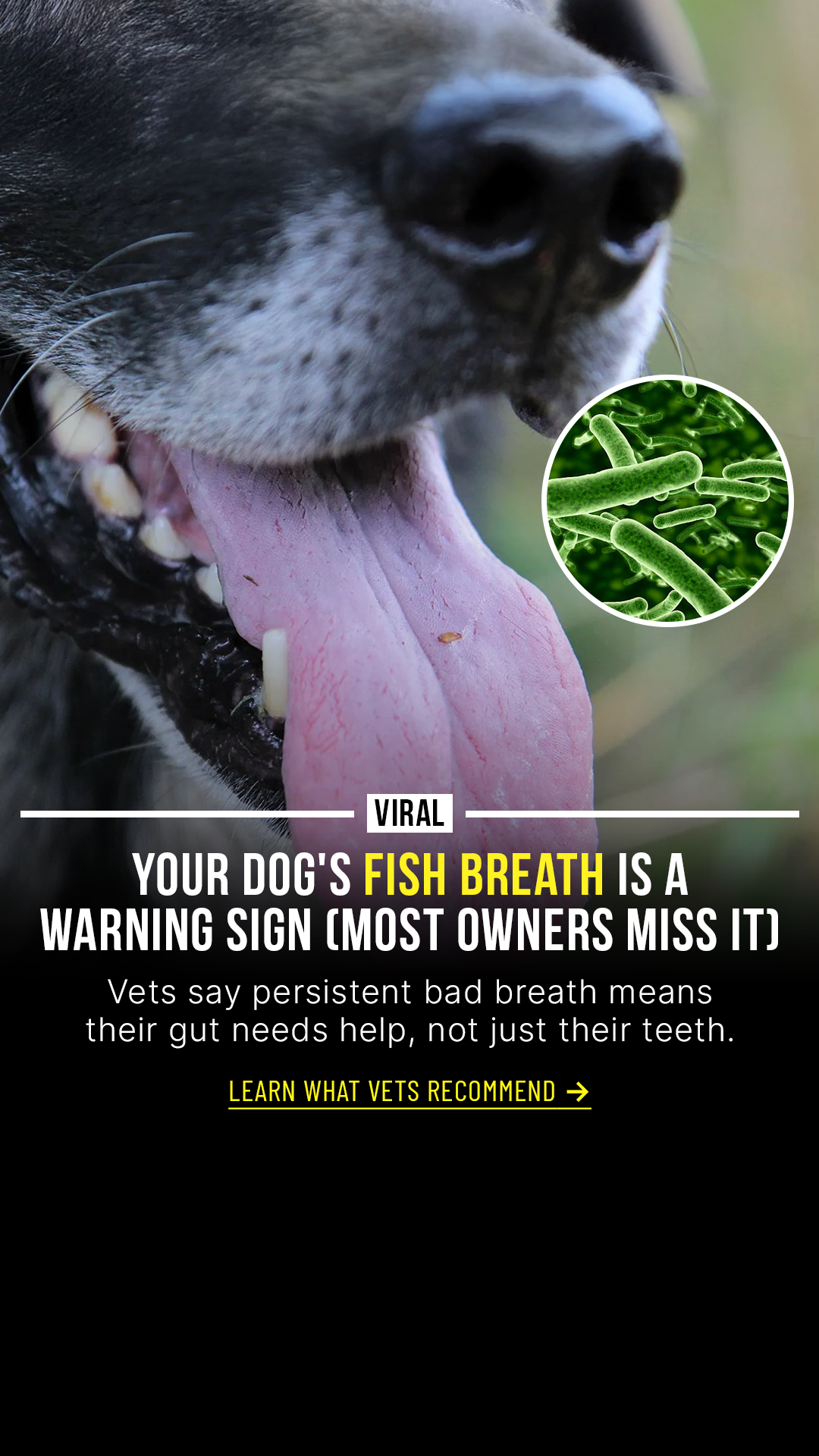Native Pet Facebook ad