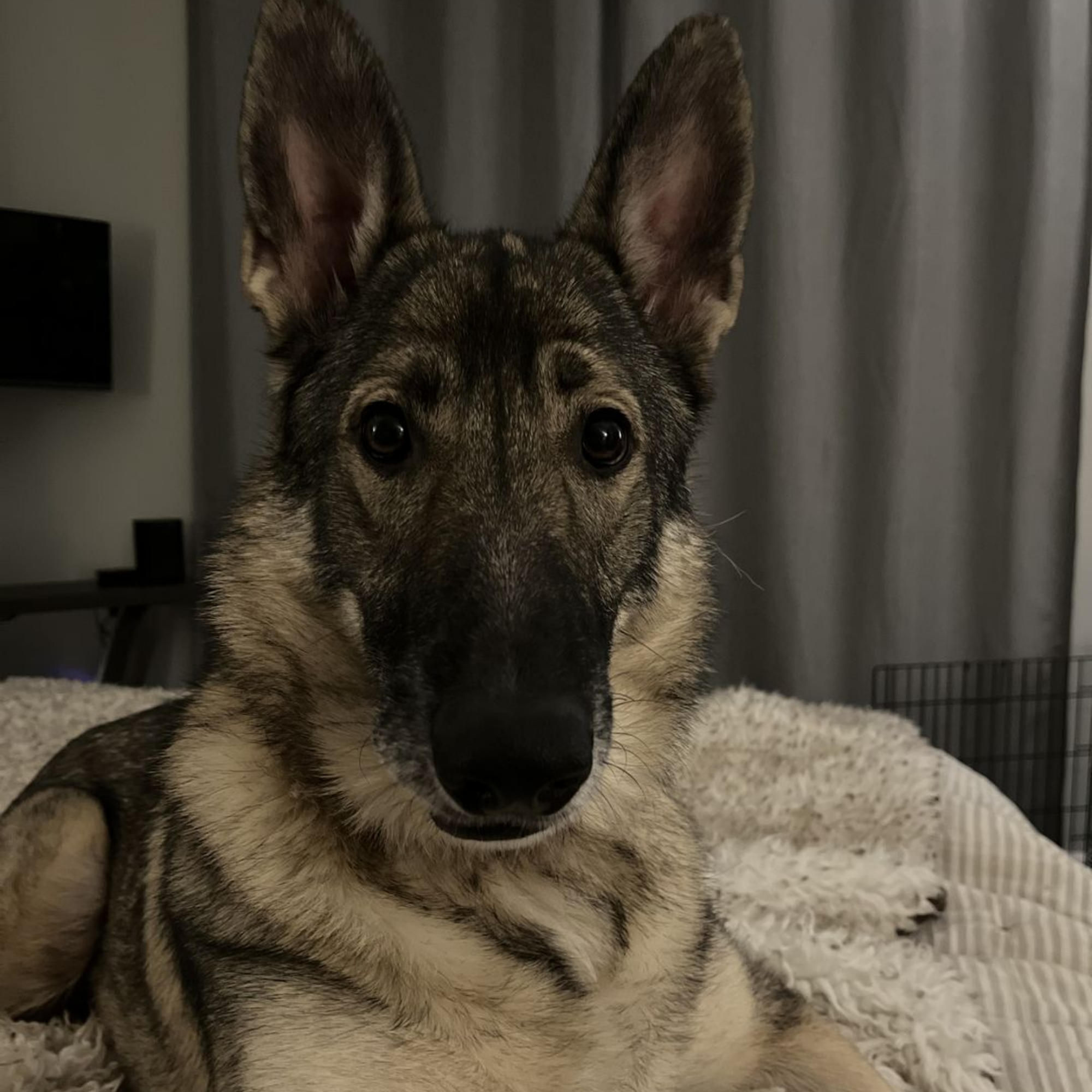 NuewayPets Facebook ad