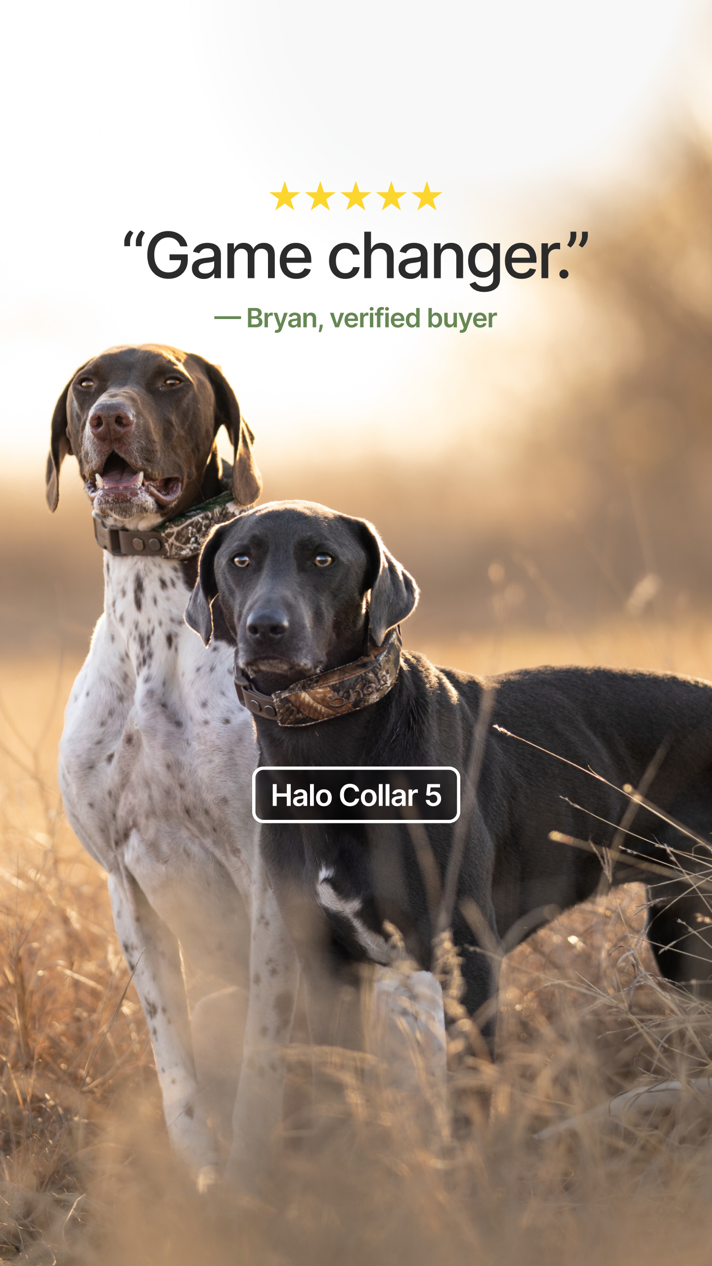 Halo Collar Facebook ad