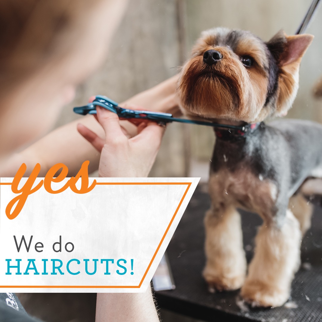 Dogtopia of Downers Grove Facebook ad: Discover Dogtopia Dog Grooming