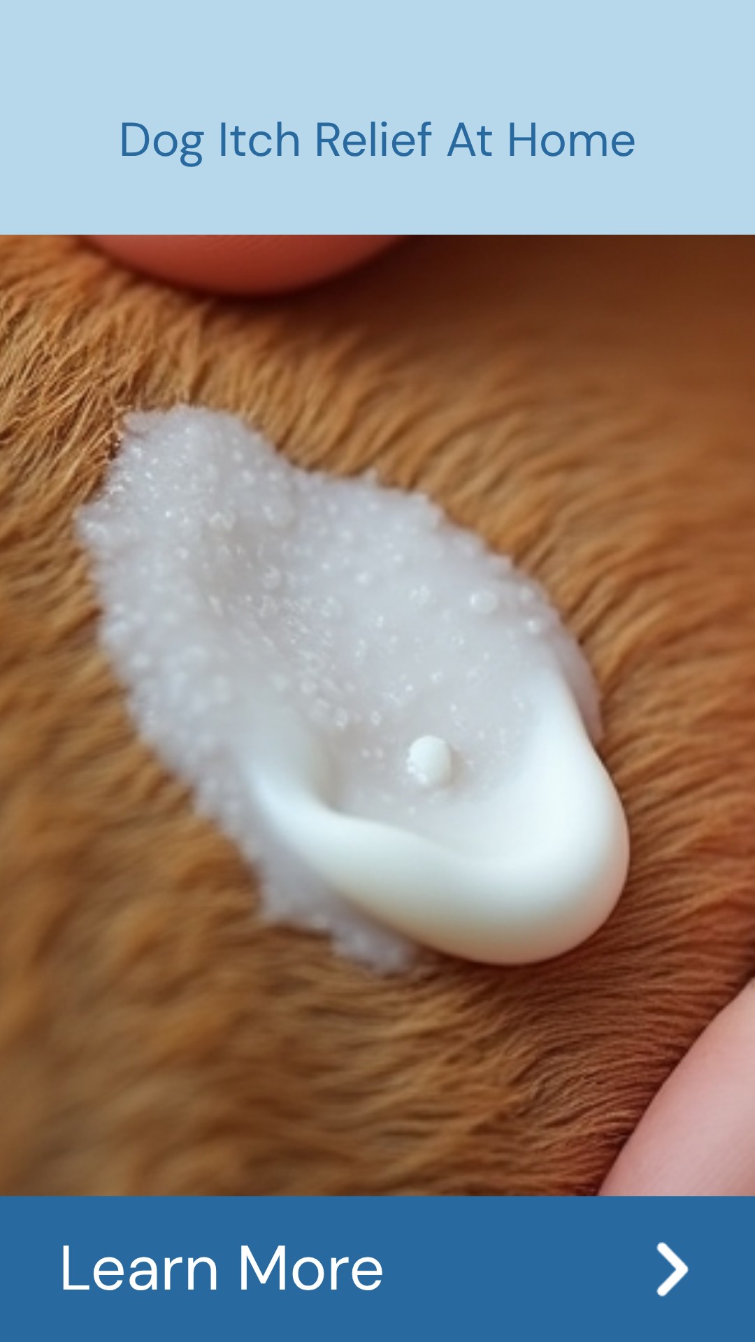 SearchArena Here Facebook ad: Dive Into At-Home Dog Itch Remedy Info.