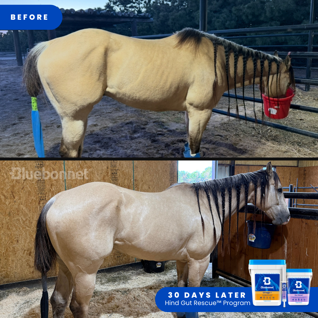 Bluebonnet Facebook ad