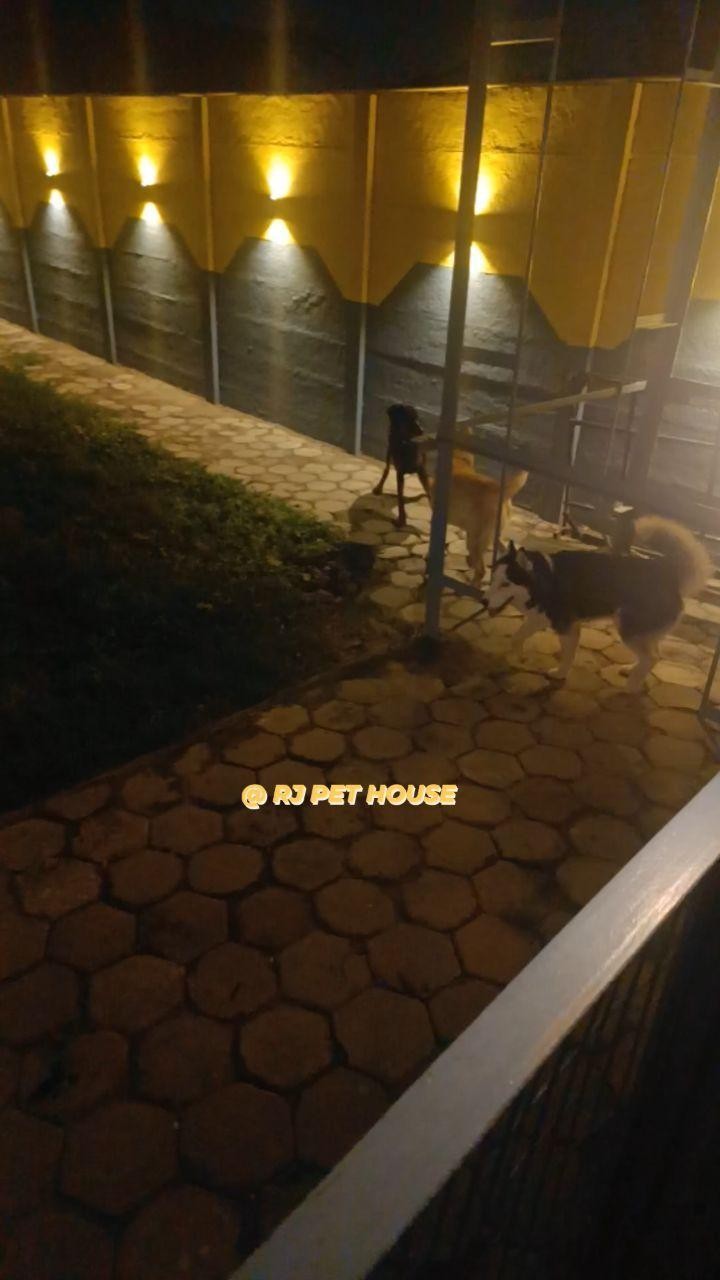RJ PET HOUSE, Dog Boarding,Dog Hostel Facebook ad from Dec 10, 2023