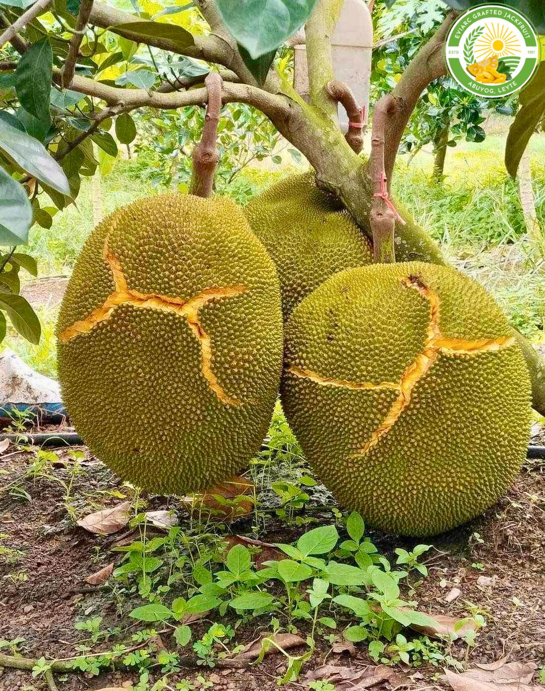 EviaGold Leyte Facebook ad: EVIARC SWEET JACKFRUIT, GUARANTEED WORLD-CLASS SWEETNESS &โฆ