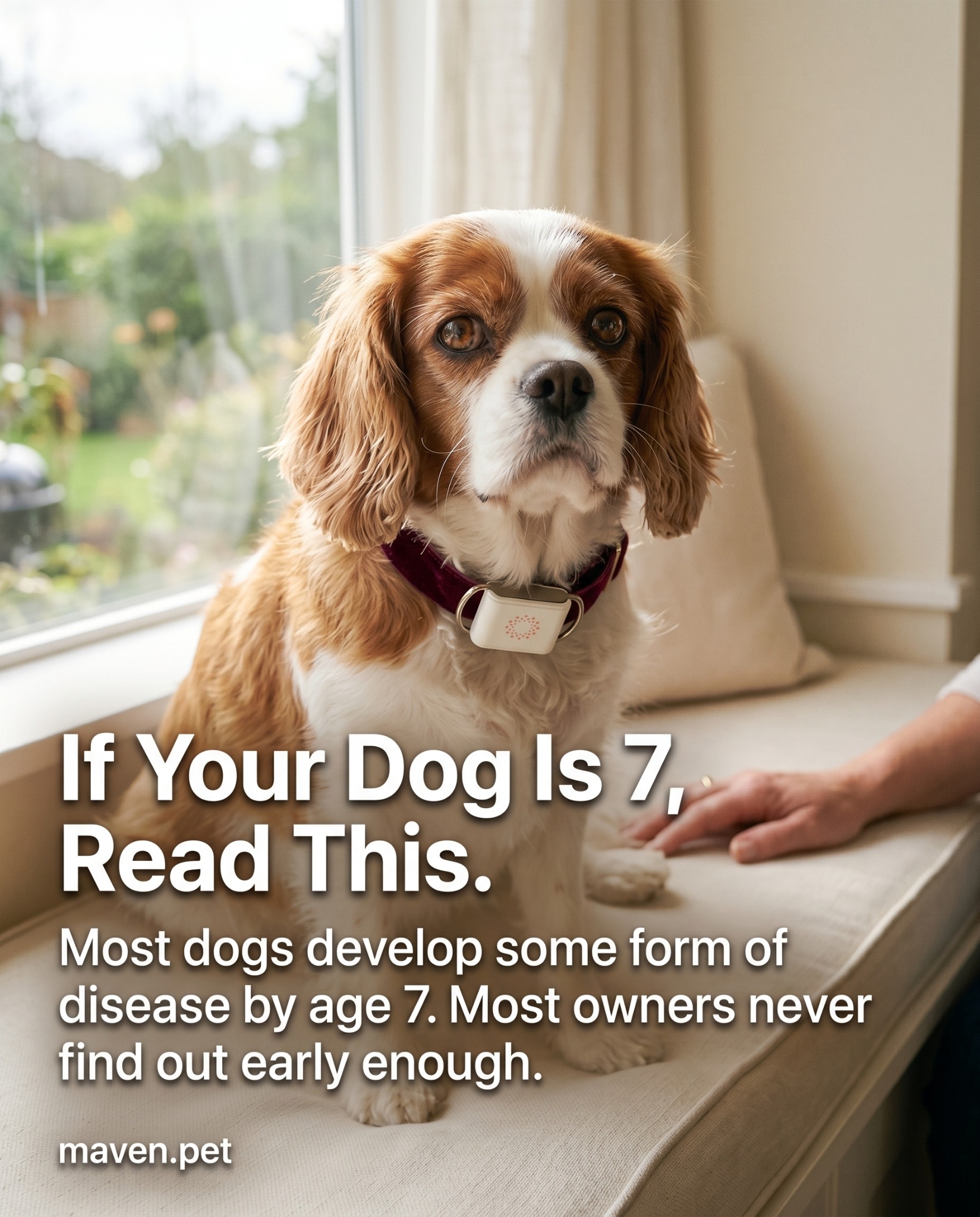 Maven Pet Facebook ad