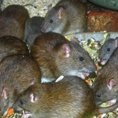 Best Mouse Repellents Facebook ad