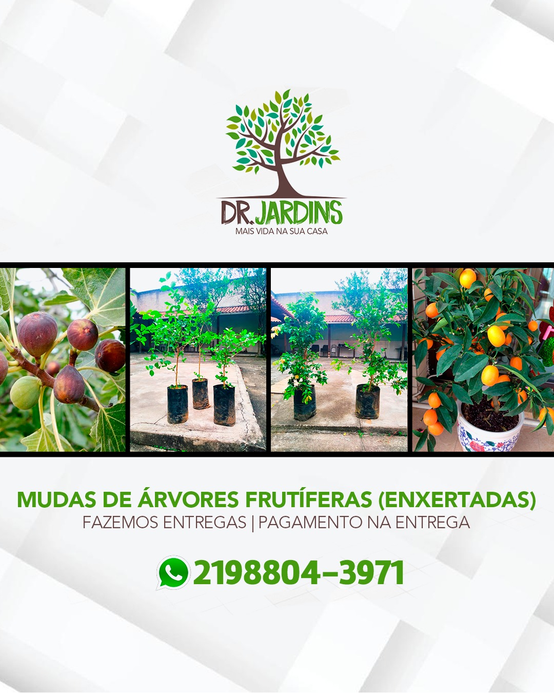 Dr. Jardins Facebook ad: Árvores Frutíferas de Enxerto, Cultive em Vaso ou…