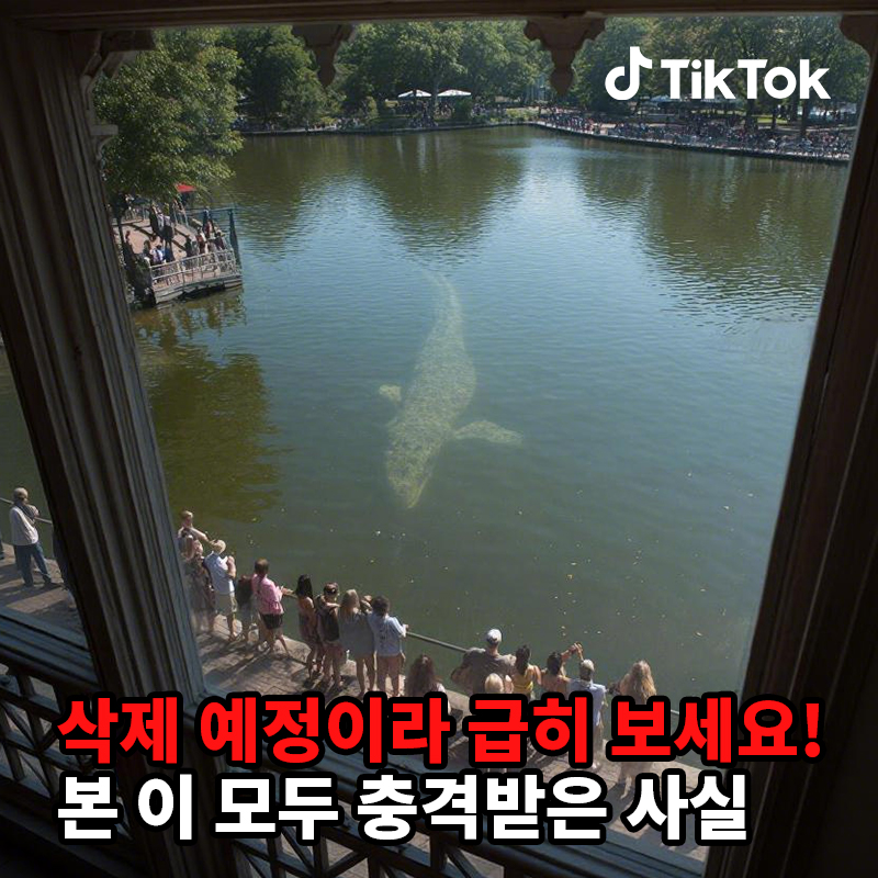 TikTok Korea Facebook ad