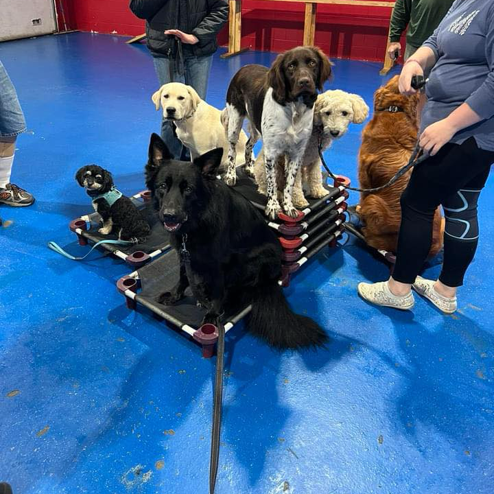 Sit Means Sit Northwest Michigan Dog Training & Doggy Daycare Facebook ad from Jan 15, 2025