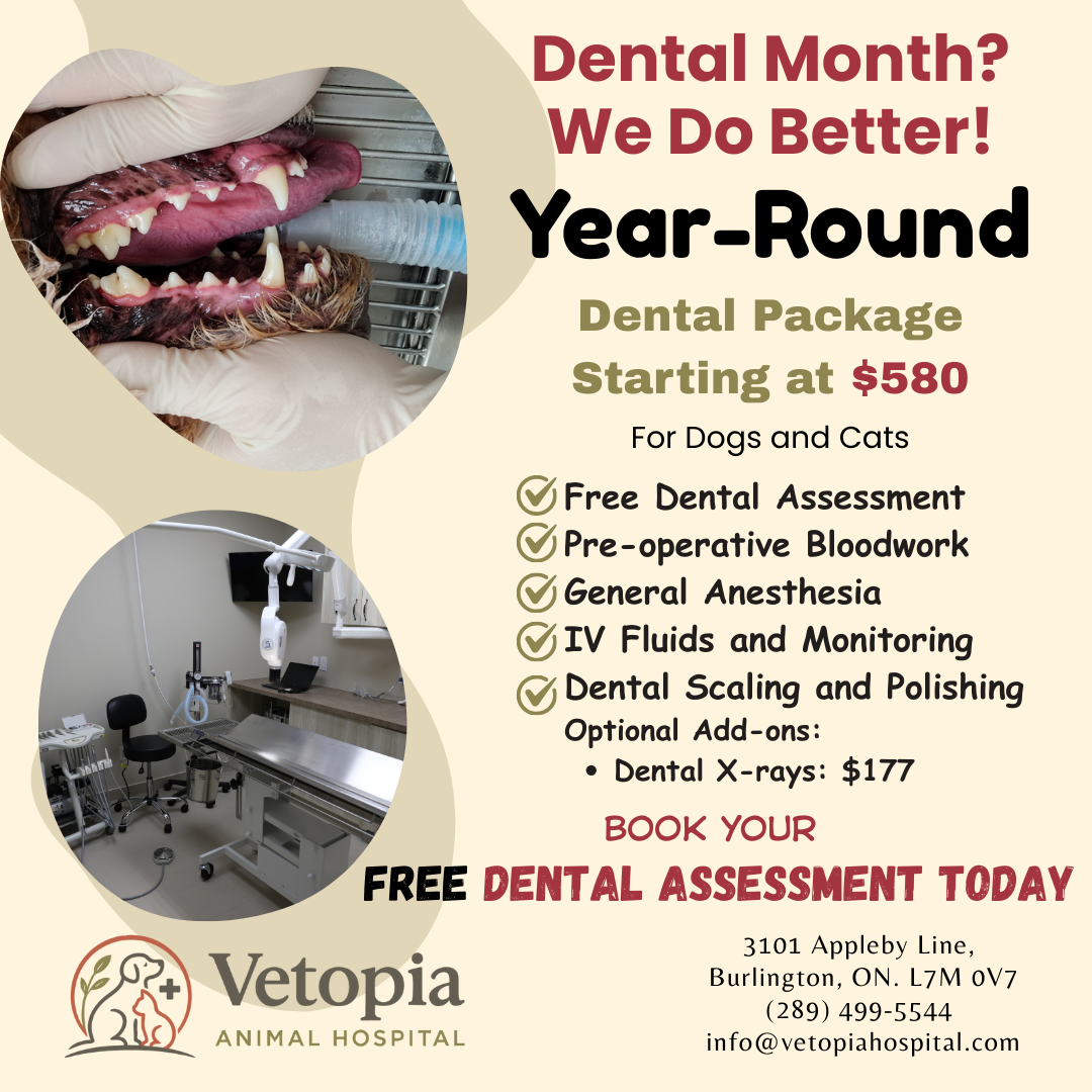 Vetopia Animal Hospital Facebook ad