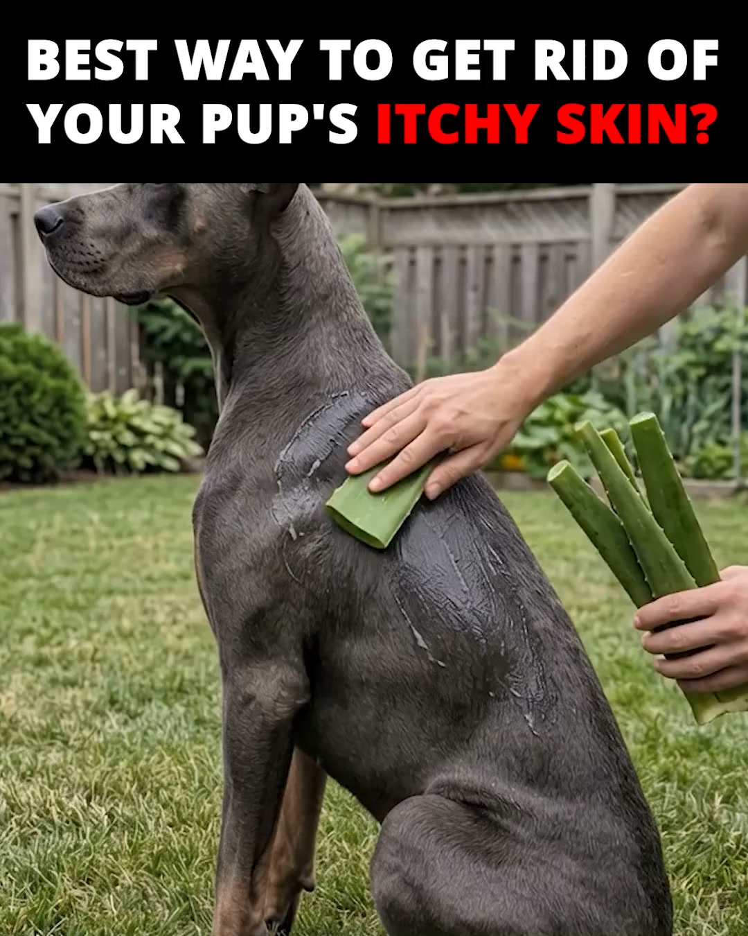 Pup Labs Facebook ad: Is Your Dog's Non-Stop Scratching a Sign of a Bigger…