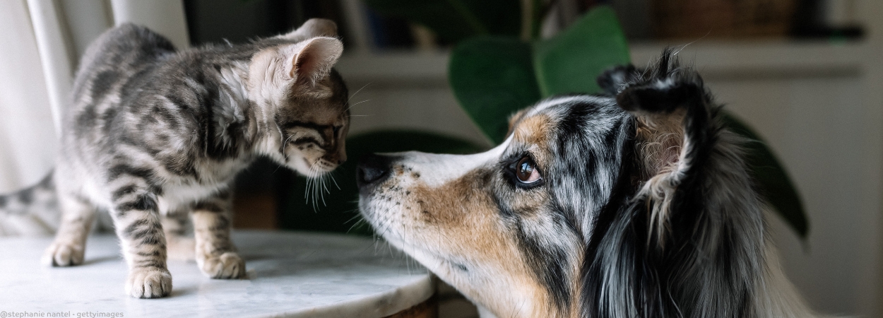 Uelzener Versicherungen Facebook ad: Hund und Katze: (k)ein eingespieltes Team