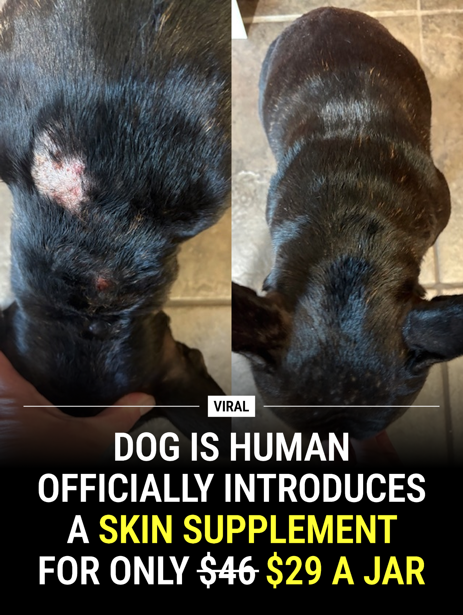 Dog is Human Facebook ad