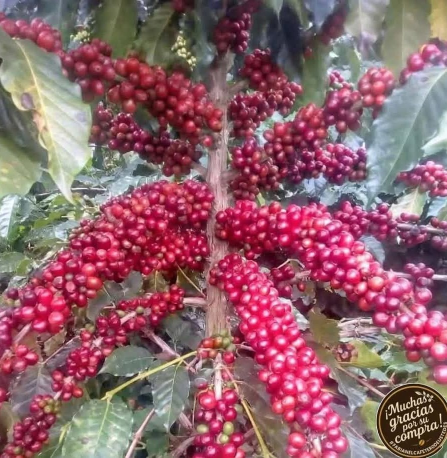 coffegranosdelsinaí Facebook ad
